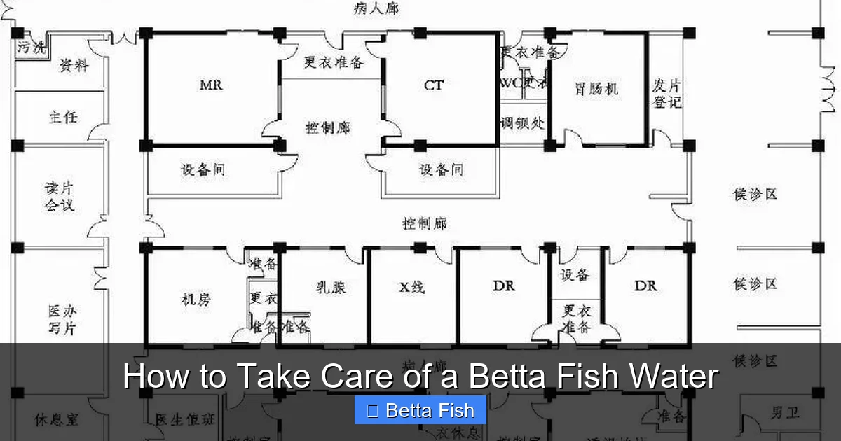 How to Take Care of a Betta Fish Water