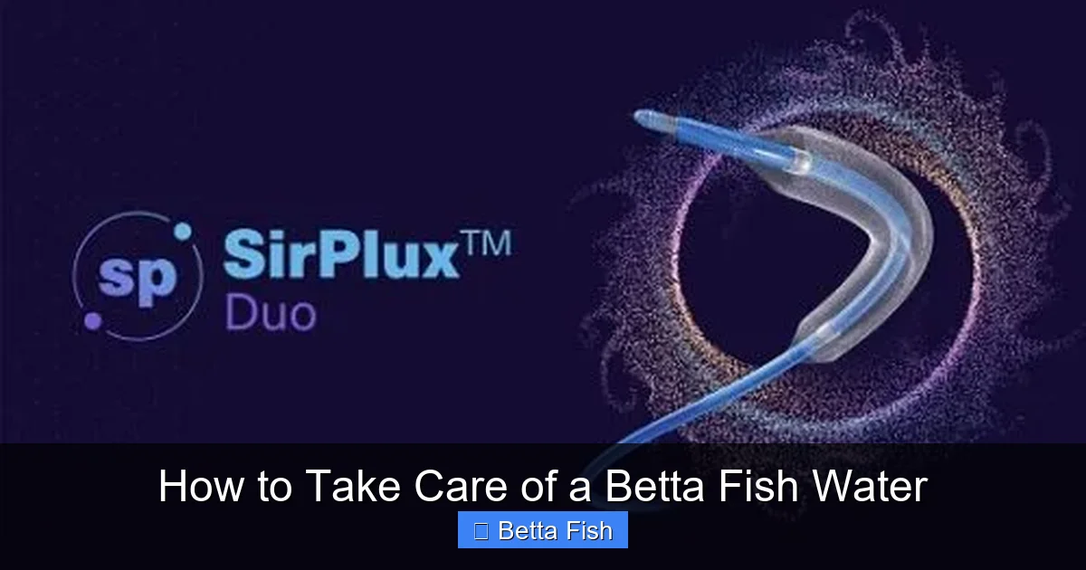 How to Take Care of a Betta Fish Water