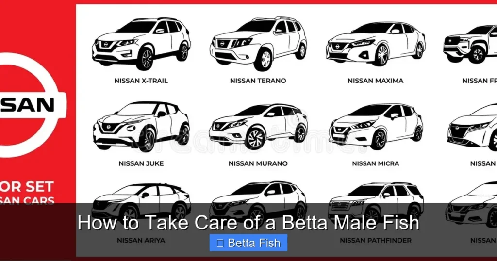 How to Take Care of a Betta Male Fish
