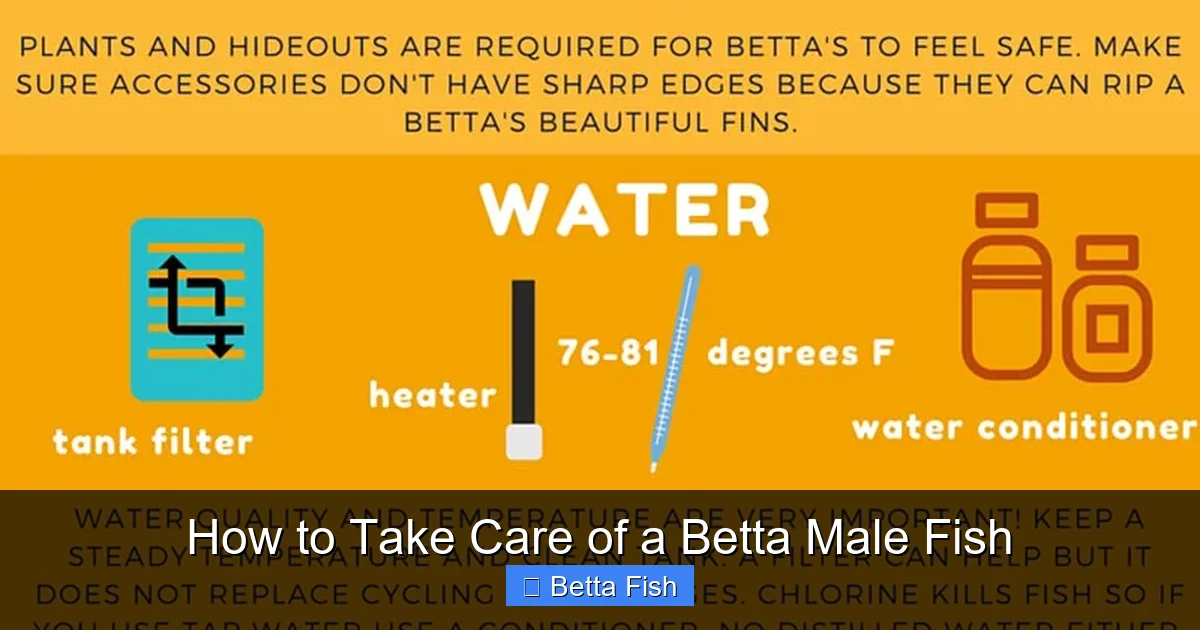 How to Take Care of a Betta Male Fish