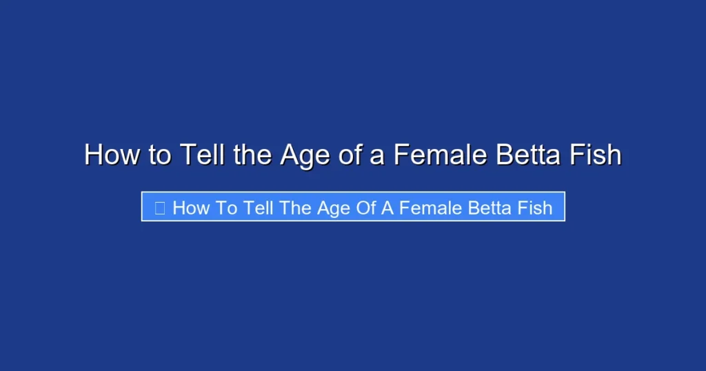 How to Tell the Age of a Female Betta Fish