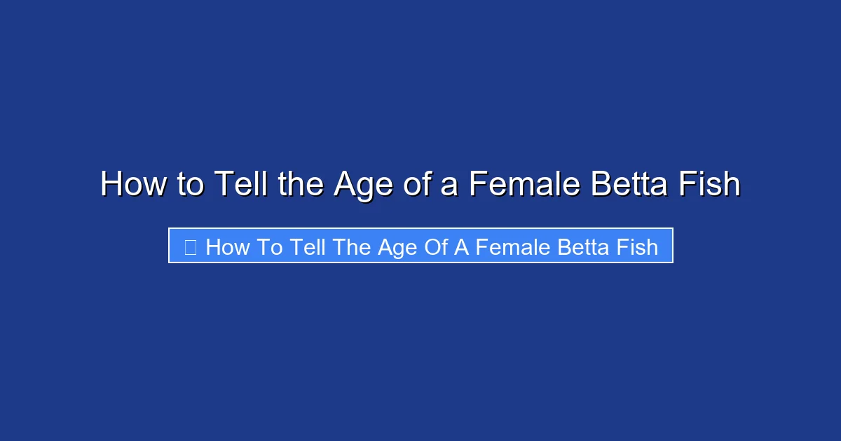 How to Tell the Age of a Female Betta Fish