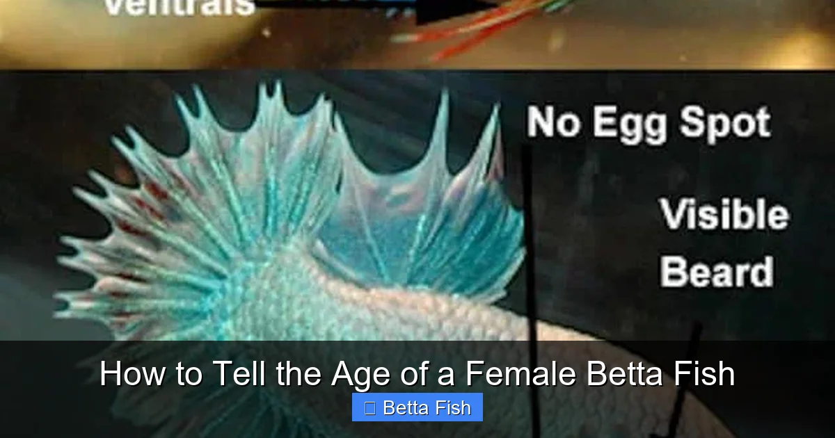 How to Tell the Age of a Female Betta Fish