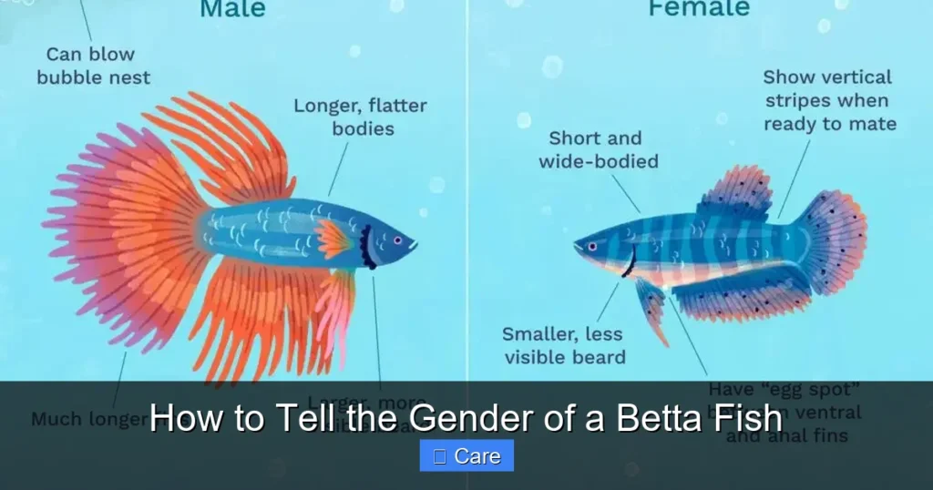How to Tell the Gender of a Betta Fish