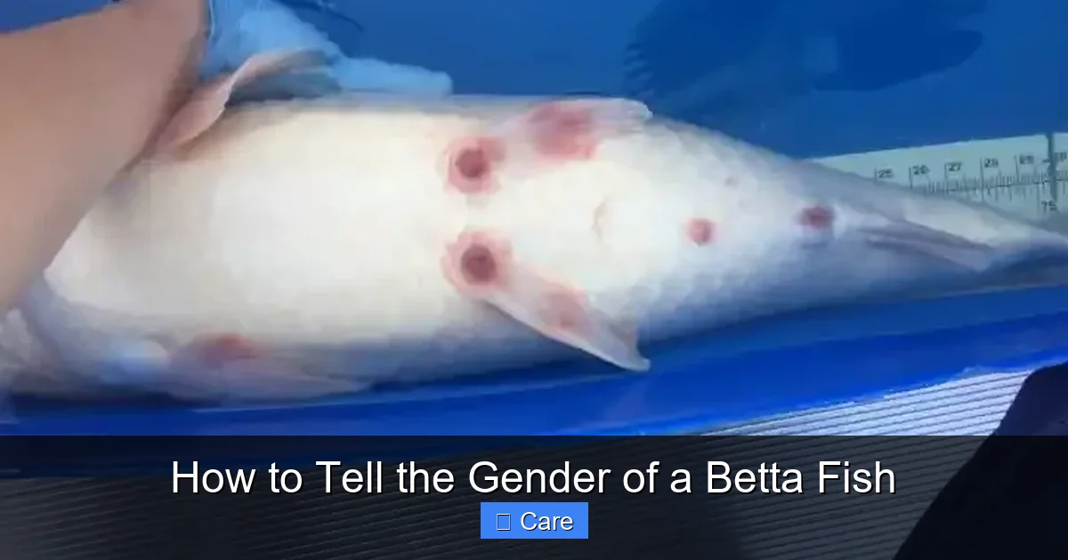 How to Tell the Gender of a Betta Fish