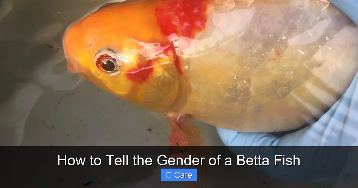 How to Tell the Gender of a Betta Fish