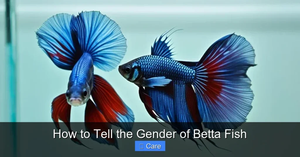 How to Tell the Gender of Betta Fish