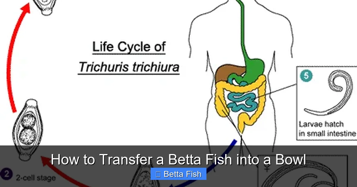 How to Transfer a Betta Fish into a Bowl