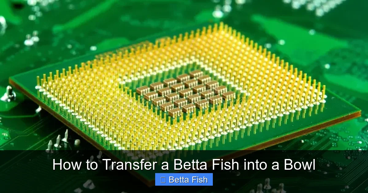 How to Transfer a Betta Fish into a Bowl
