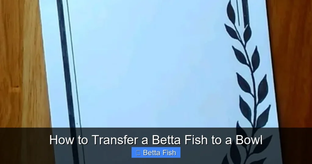 How to Transfer a Betta Fish to a Bowl