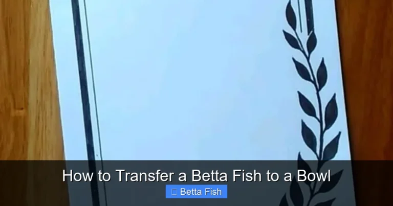 How to Transfer a Betta Fish to a Bowl