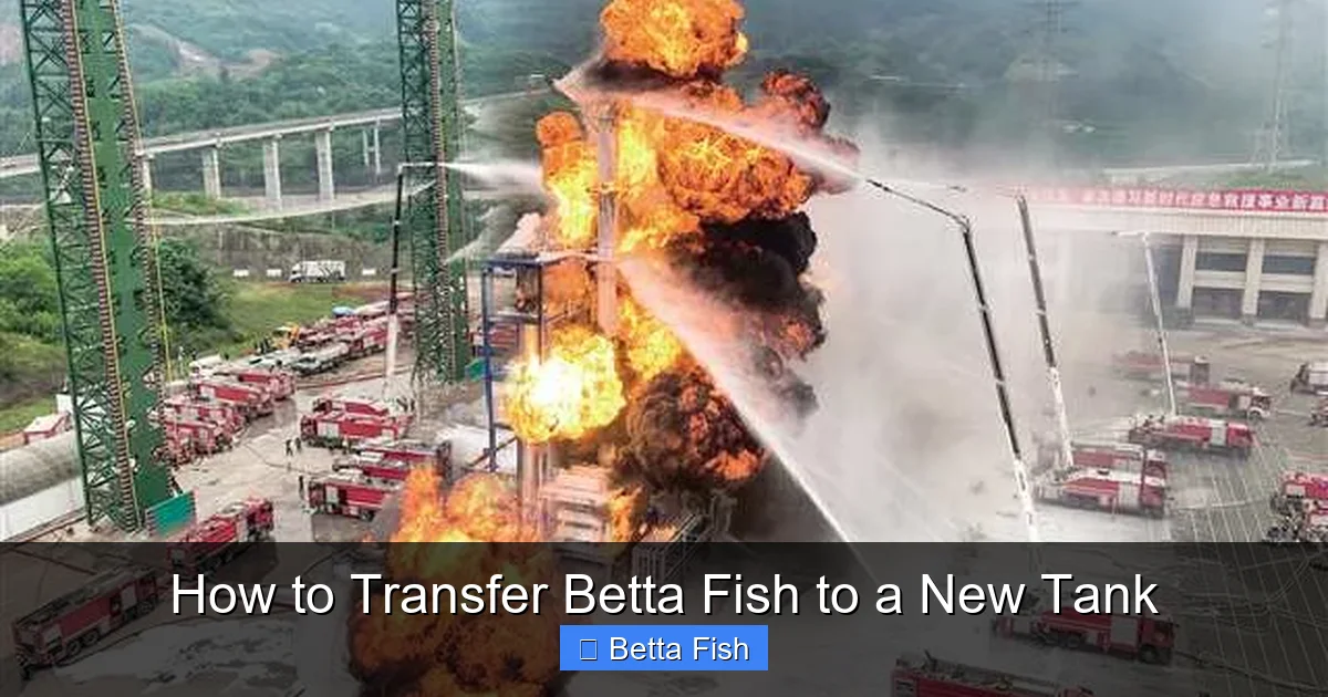 How to Transfer Betta Fish to a New Tank