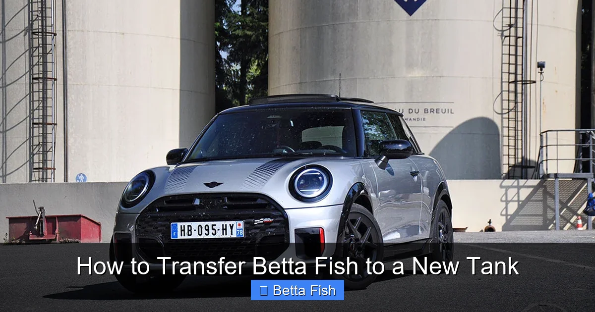 How to Transfer Betta Fish to a New Tank