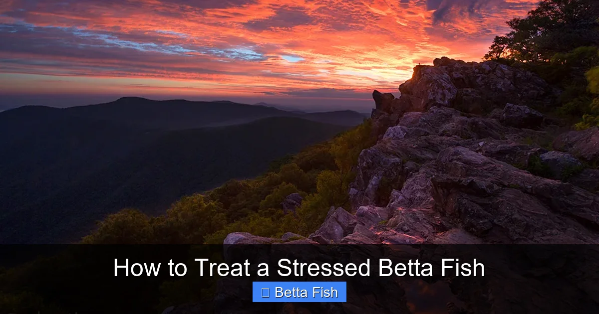 How to Treat a Stressed Betta Fish