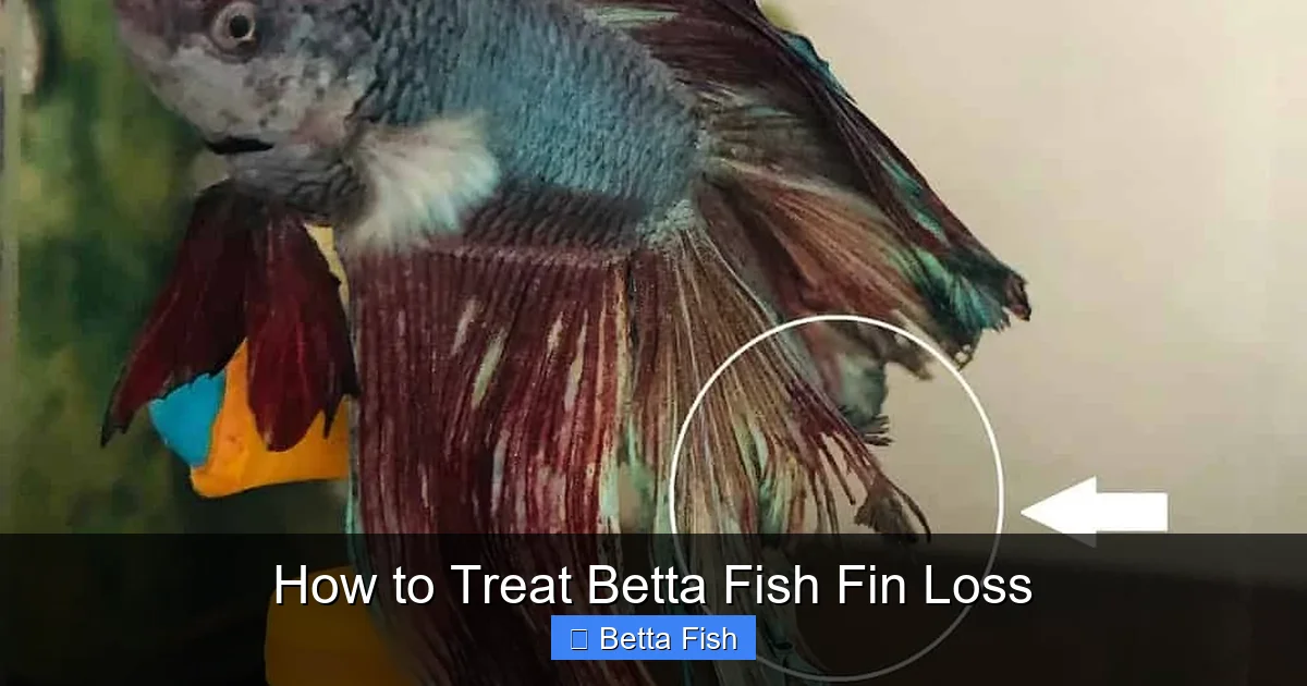 How to Treat Betta Fish Fin Loss