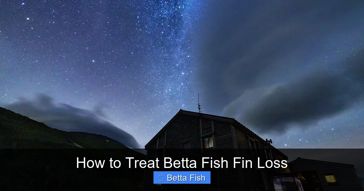How to Treat Betta Fish Fin Loss