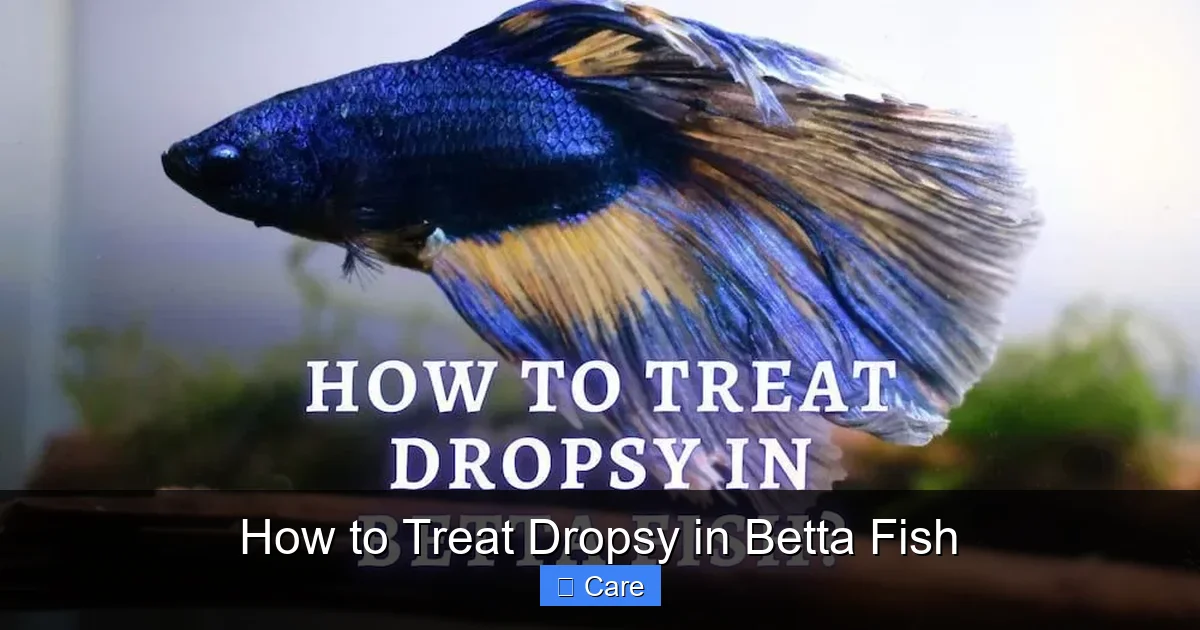 How to Treat Dropsy in Betta Fish