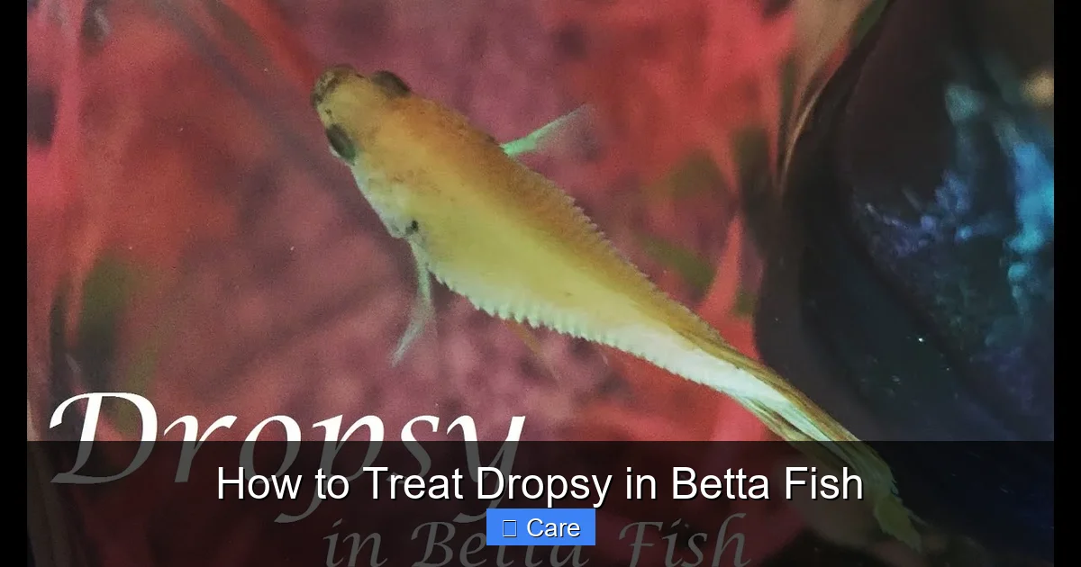 How to Treat Dropsy in Betta Fish