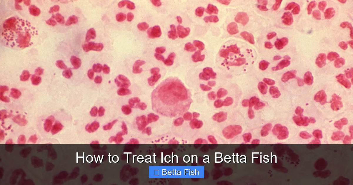 How to Treat Ich on a Betta Fish