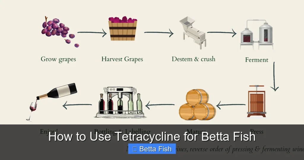 How to Use Tetracycline for Betta Fish