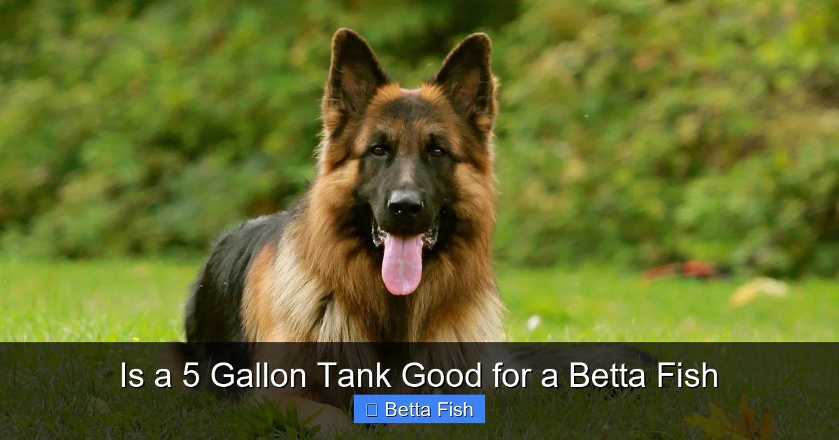 Is a 5 Gallon Tank Good for a Betta Fish