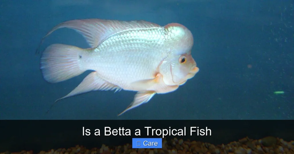 Is a Betta a Tropical Fish
