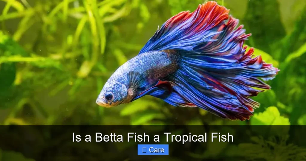 Is a Betta Fish a Tropical Fish