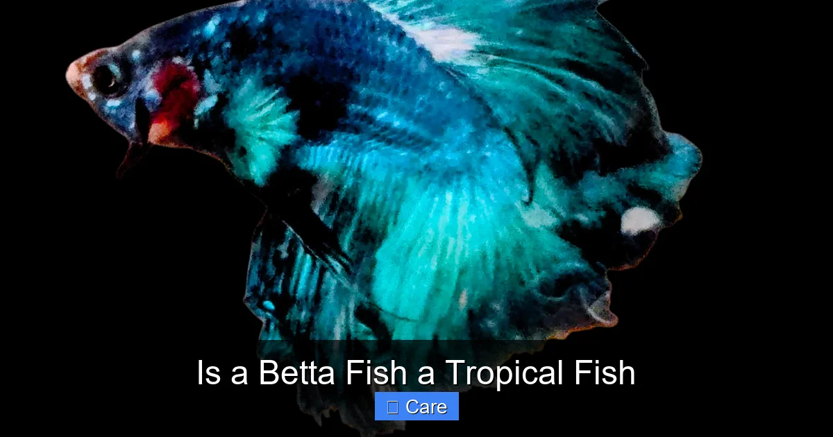 Is a Betta Fish a Tropical Fish