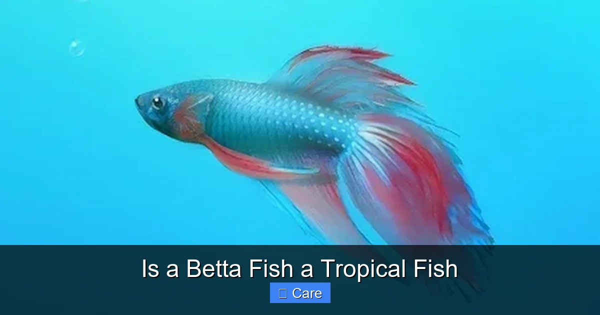 Is a Betta Fish a Tropical Fish