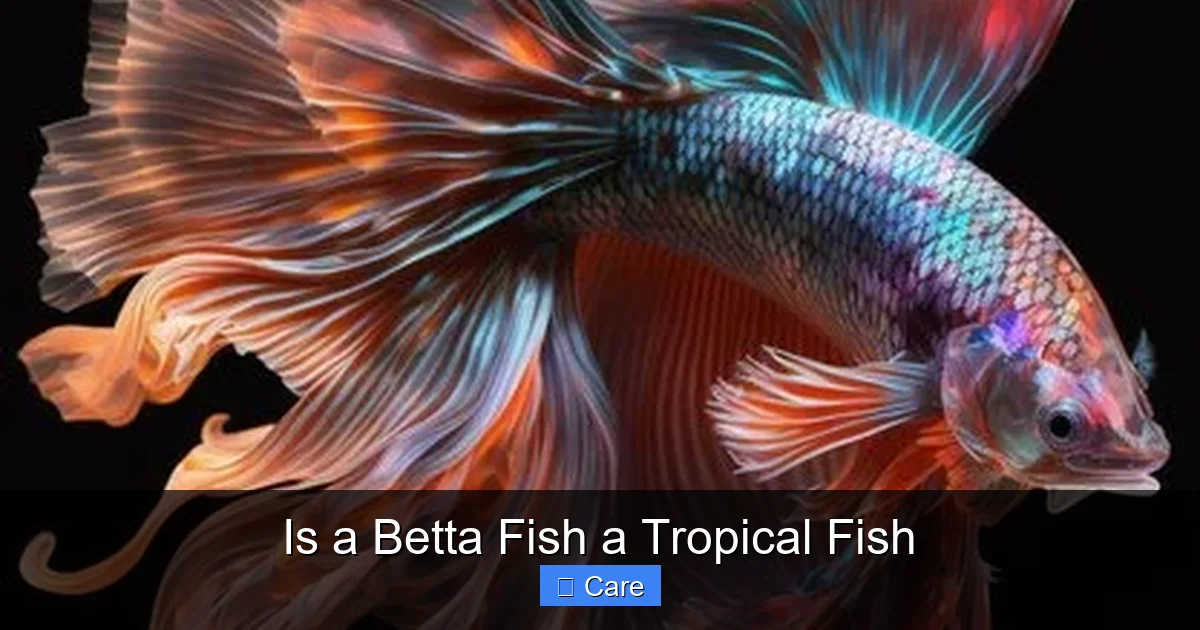 Is a Betta Fish a Tropical Fish