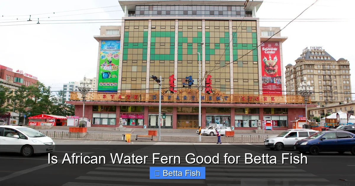 Is African Water Fern Good for Betta Fish