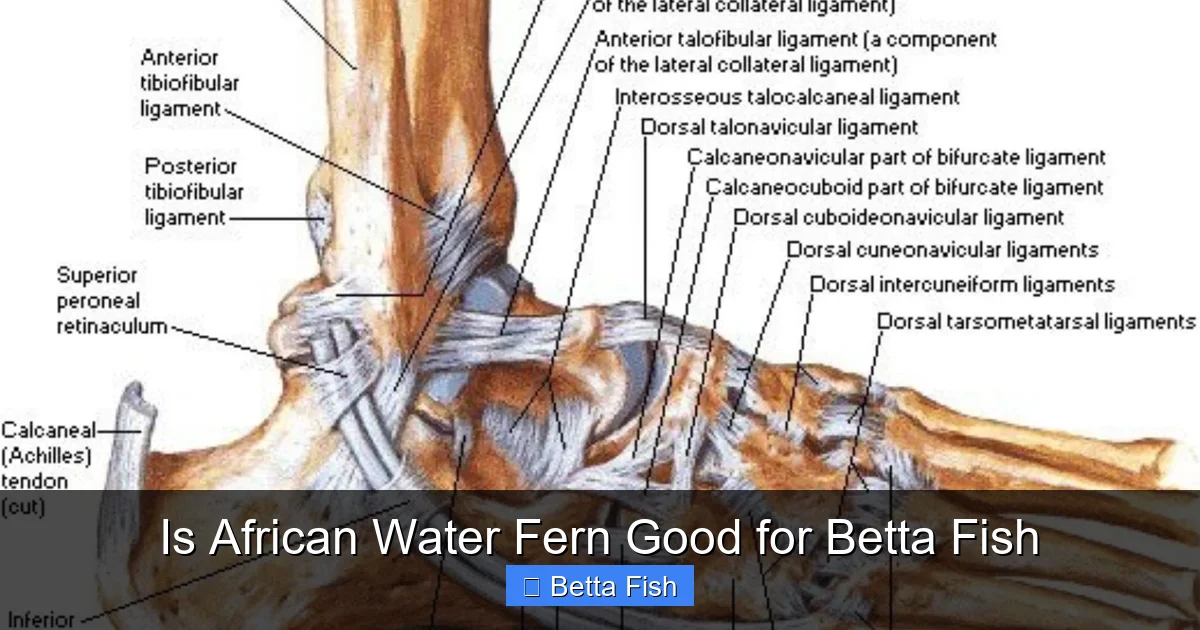 Is African Water Fern Good for Betta Fish