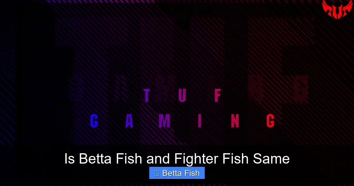 Is Betta Fish and Fighter Fish Same
