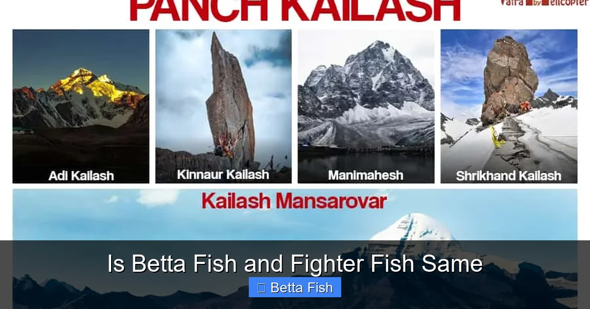 Is Betta Fish and Fighter Fish Same