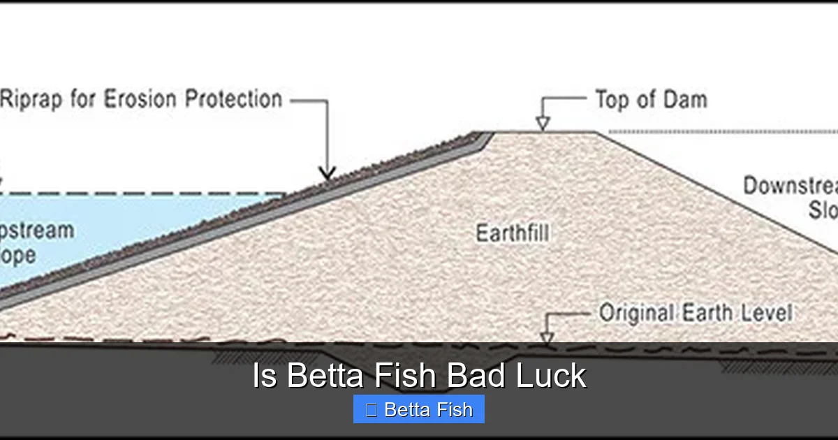 Is Betta Fish Bad Luck