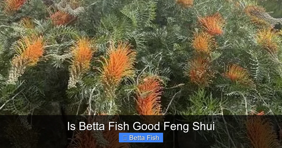 Is Betta Fish Good Feng Shui