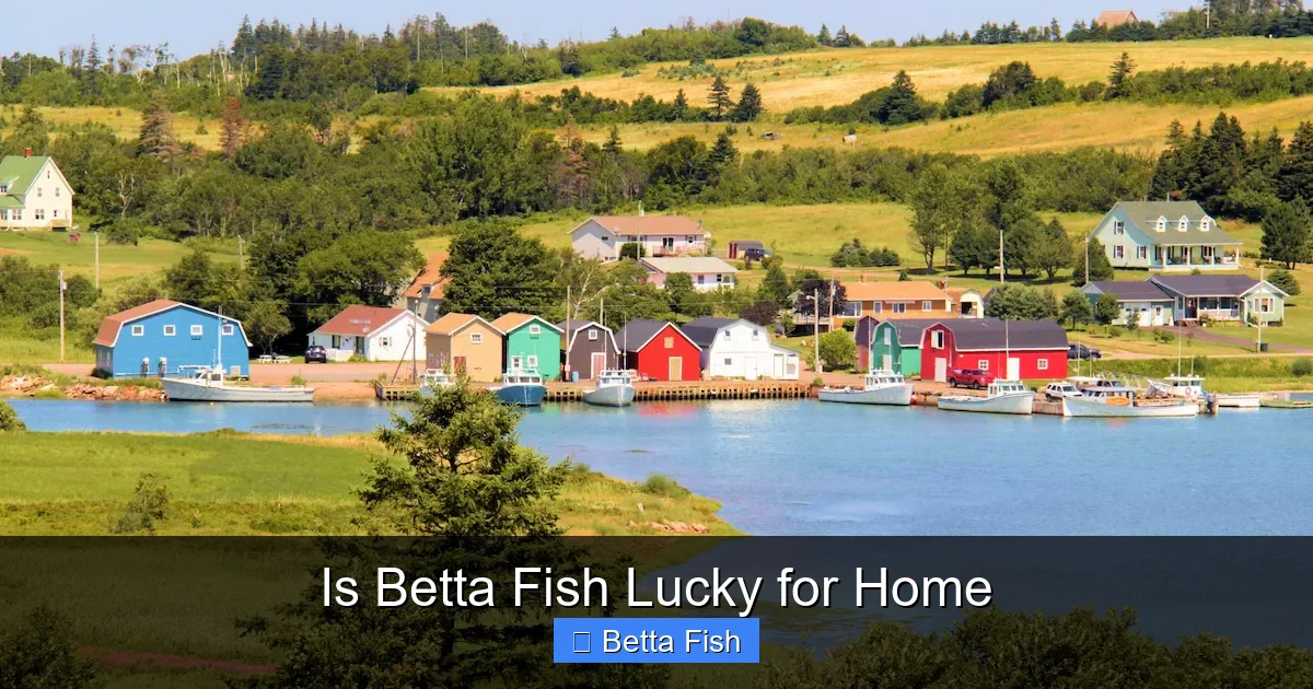 Is Betta Fish Lucky for Home