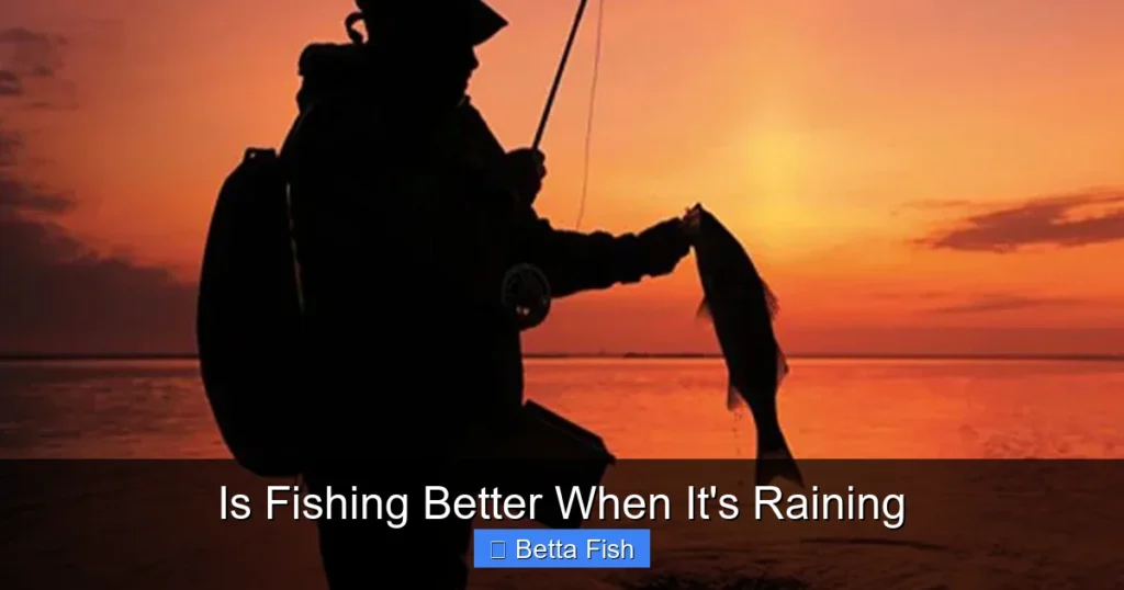 Is Fishing Better When It's Raining