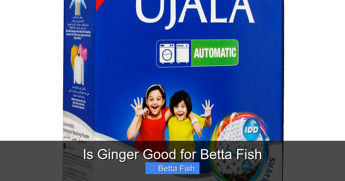 Is Ginger Good for Betta Fish