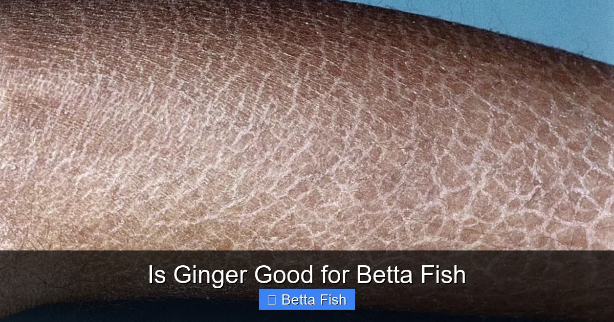 Is Ginger Good for Betta Fish