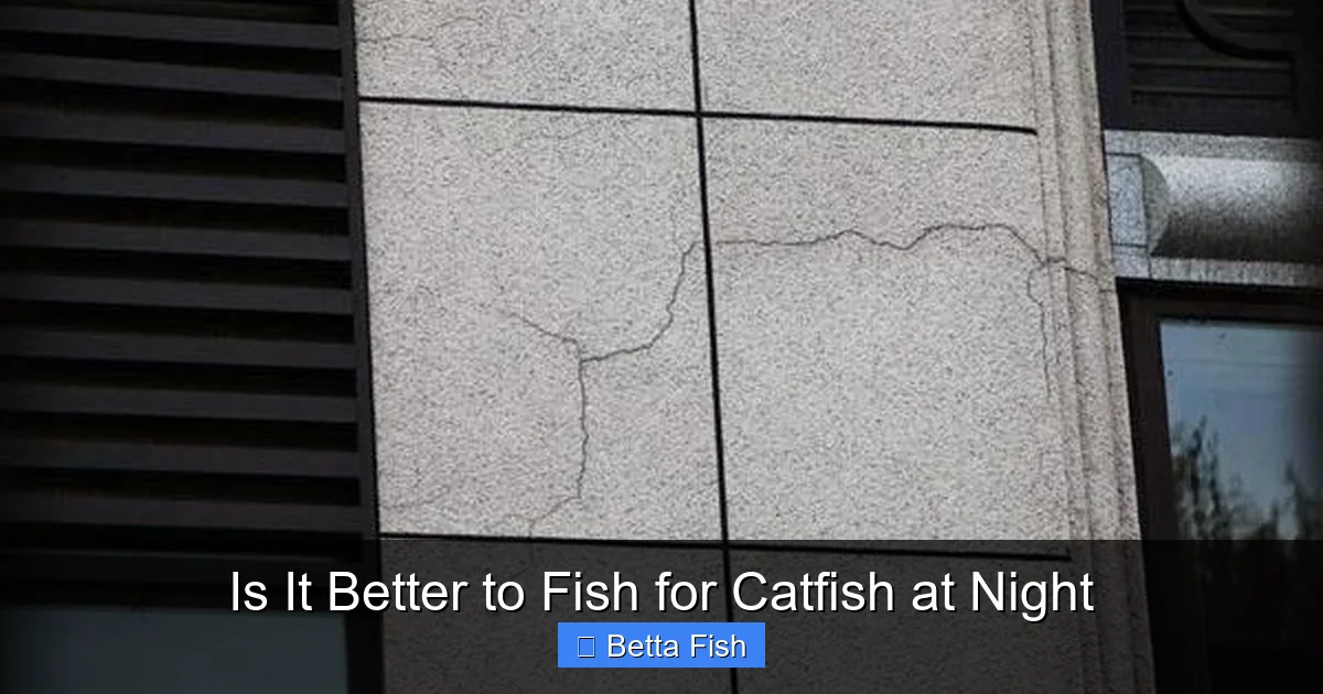 Is It Better to Fish for Catfish at Night