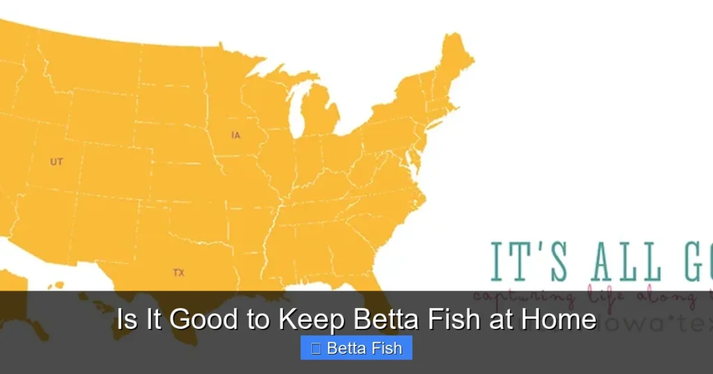 Is It Good to Keep Betta Fish at Home