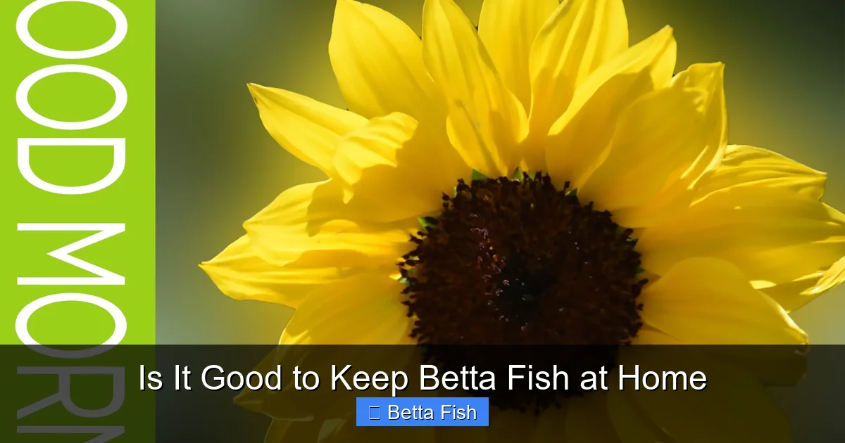 Is It Good to Keep Betta Fish at Home
