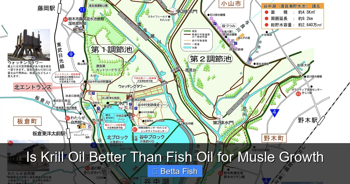 Is Krill Oil Better Than Fish Oil for Musle Growth