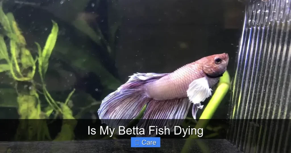 Is My Betta Fish Dying