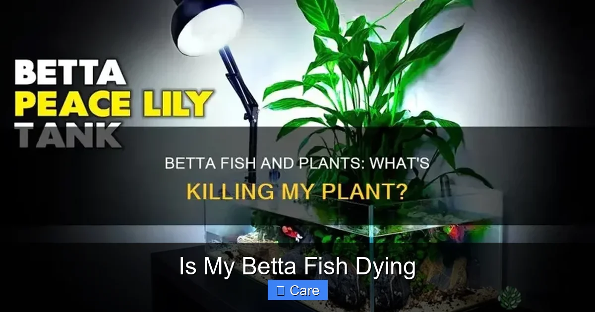 Is My Betta Fish Dying