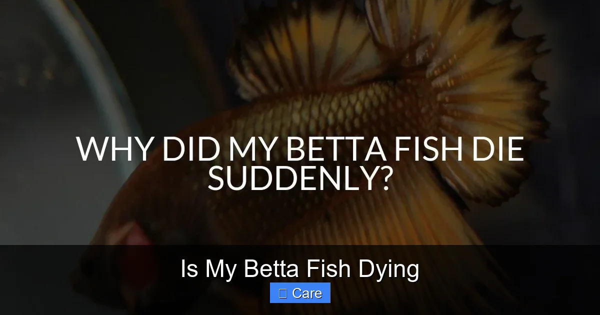 Is My Betta Fish Dying