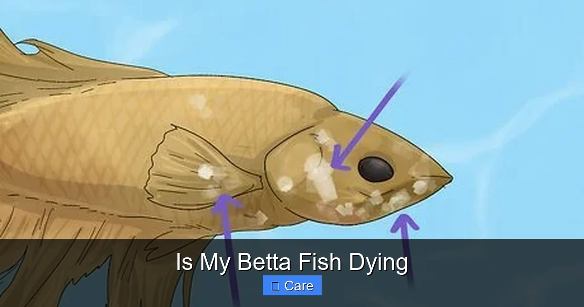 Is My Betta Fish Dying