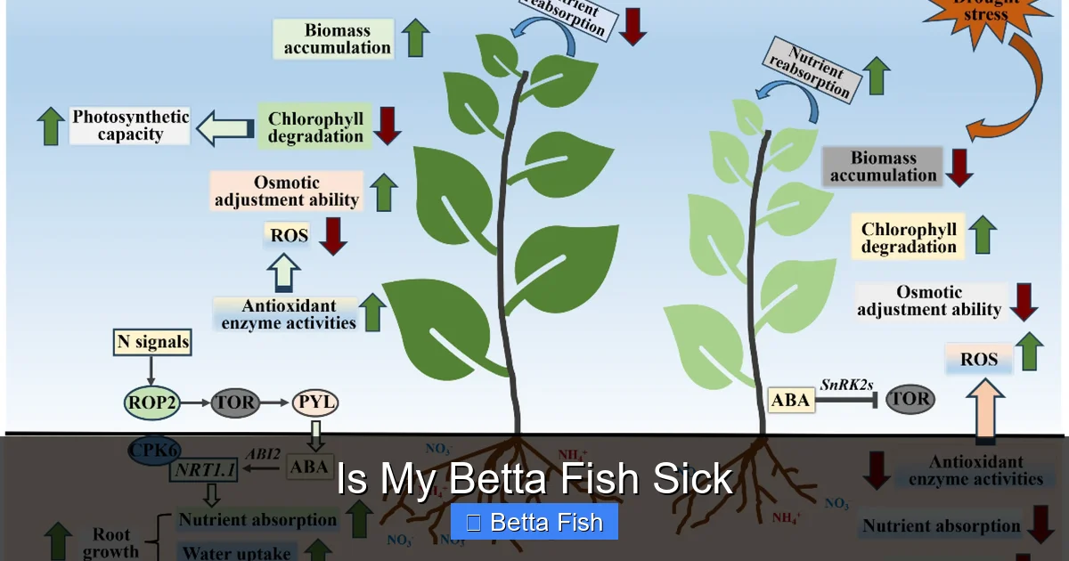 Is My Betta Fish Sick