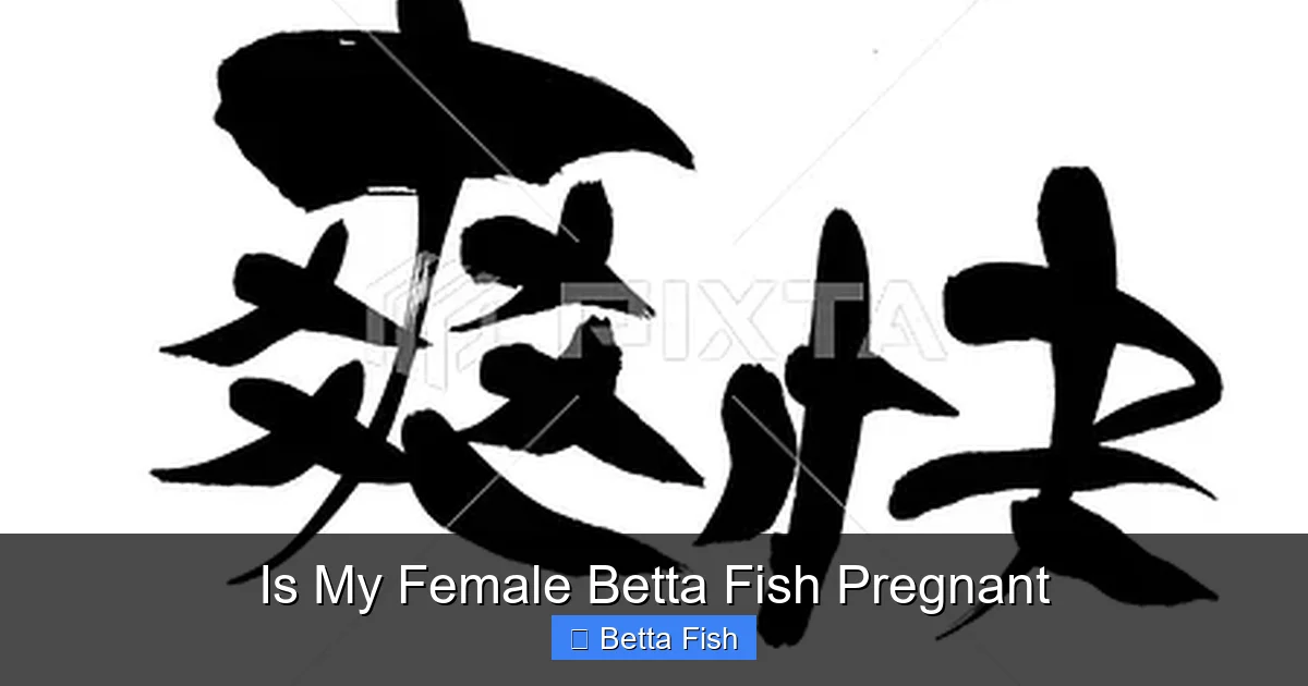 Is My Female Betta Fish Pregnant